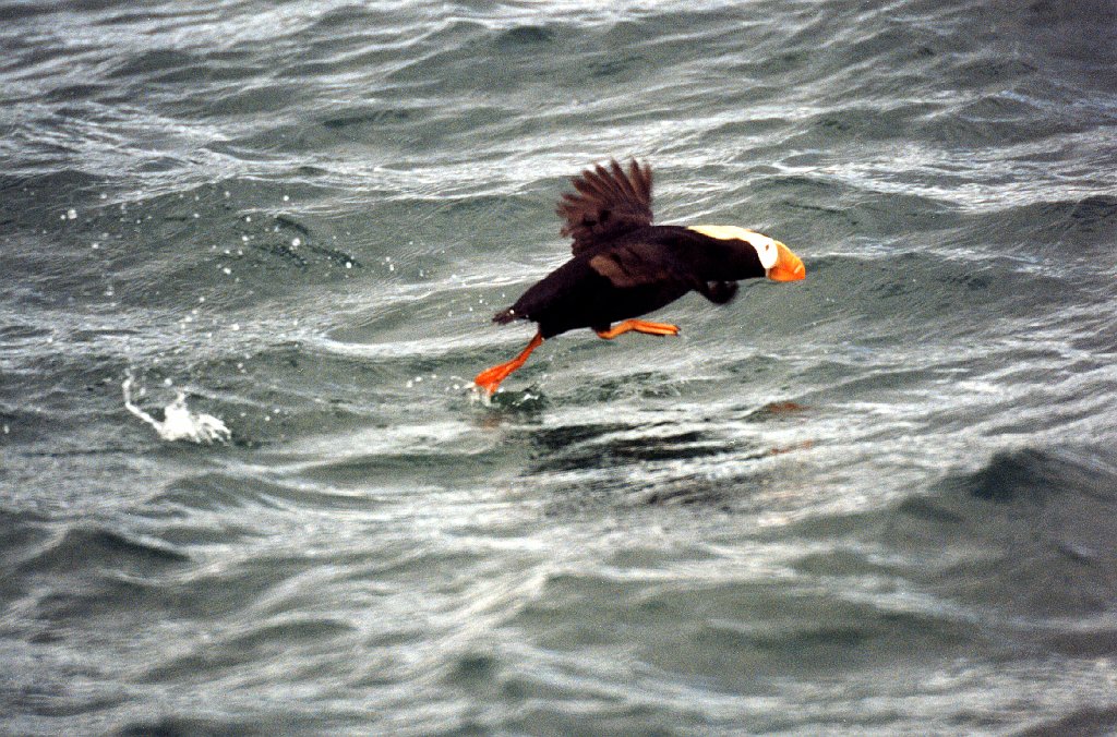 Puffin, Tufted, Homer, AK, 1999-06, B07P60I02.jpg - Tufted Puffin